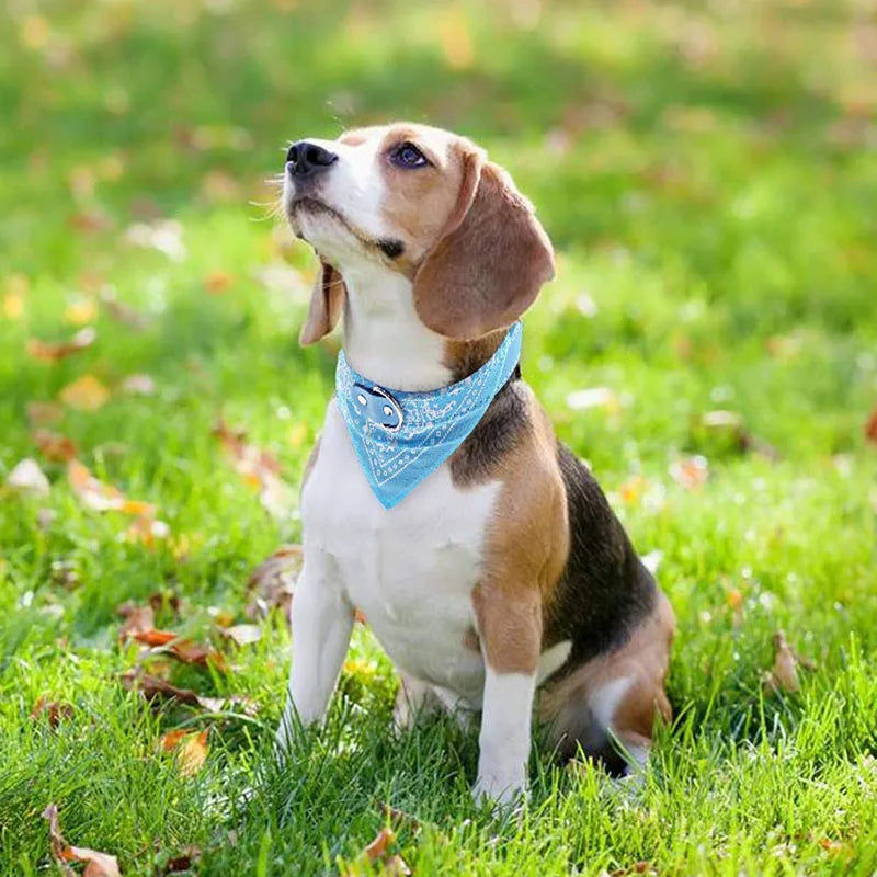 Purrfect Bandana Collars