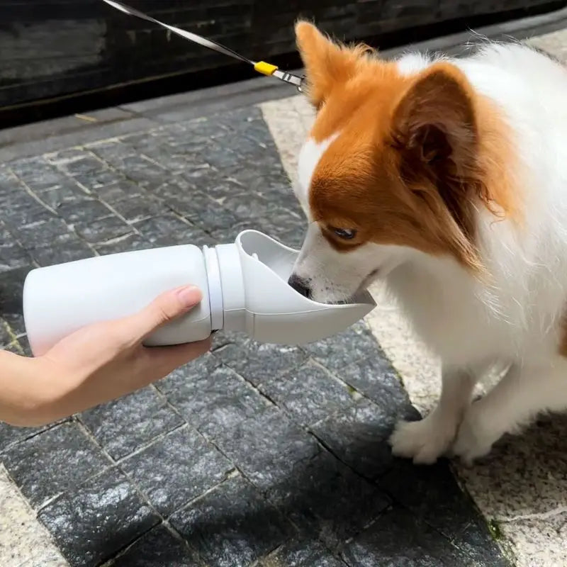 Portable Travel Water Bottle